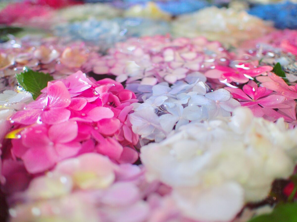 帯廣神社の花手水が「美しすぎる」とブーム！“源氏物語”に彩られた幻想