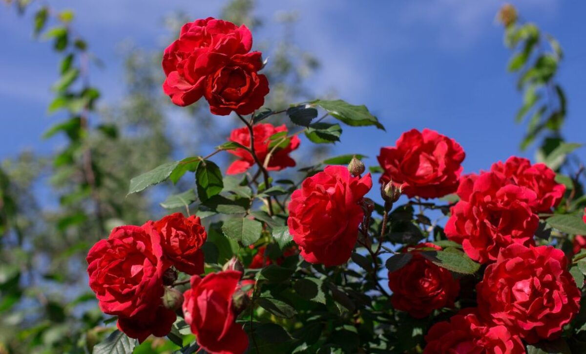 十勝ヒルズ】夏の始まりは香り豊かなローズガーデンへ！│幕別町