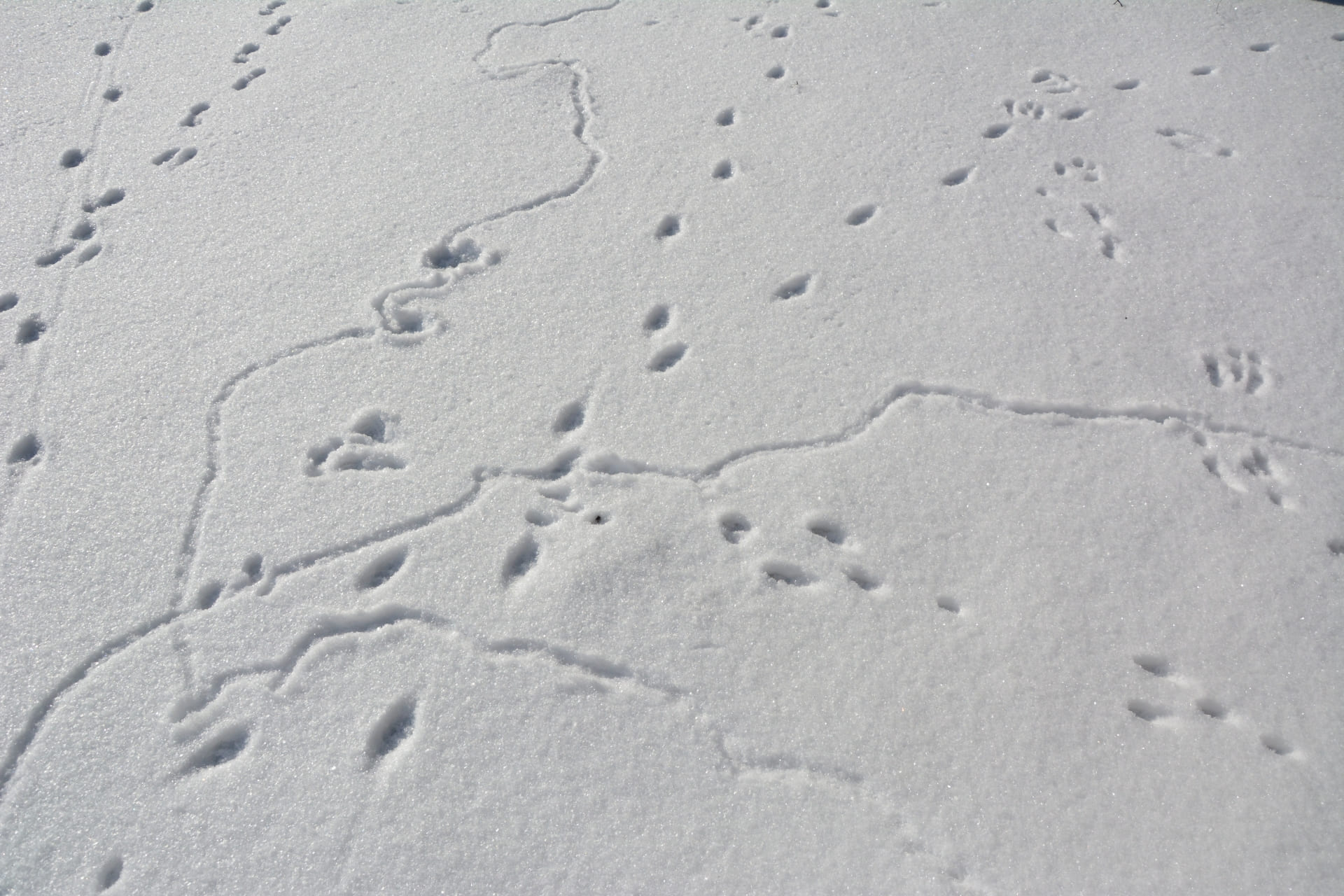 エコパ探検隊「足あとを見つけよう」