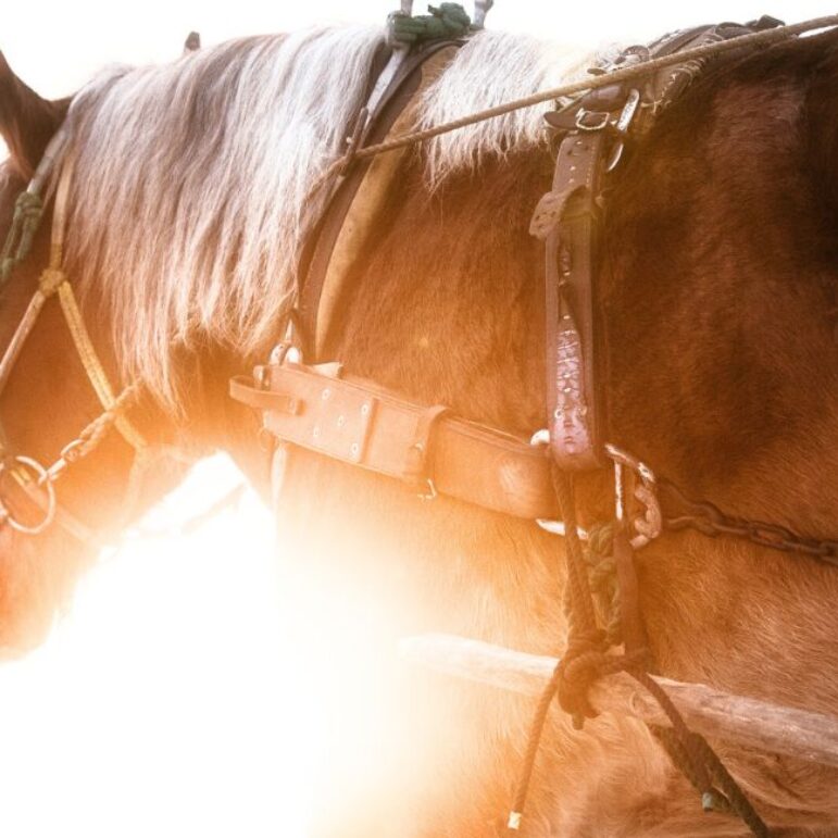 初心者向け】帯広のばんえい競馬「馬券を買って観戦するまで」完全ガイド