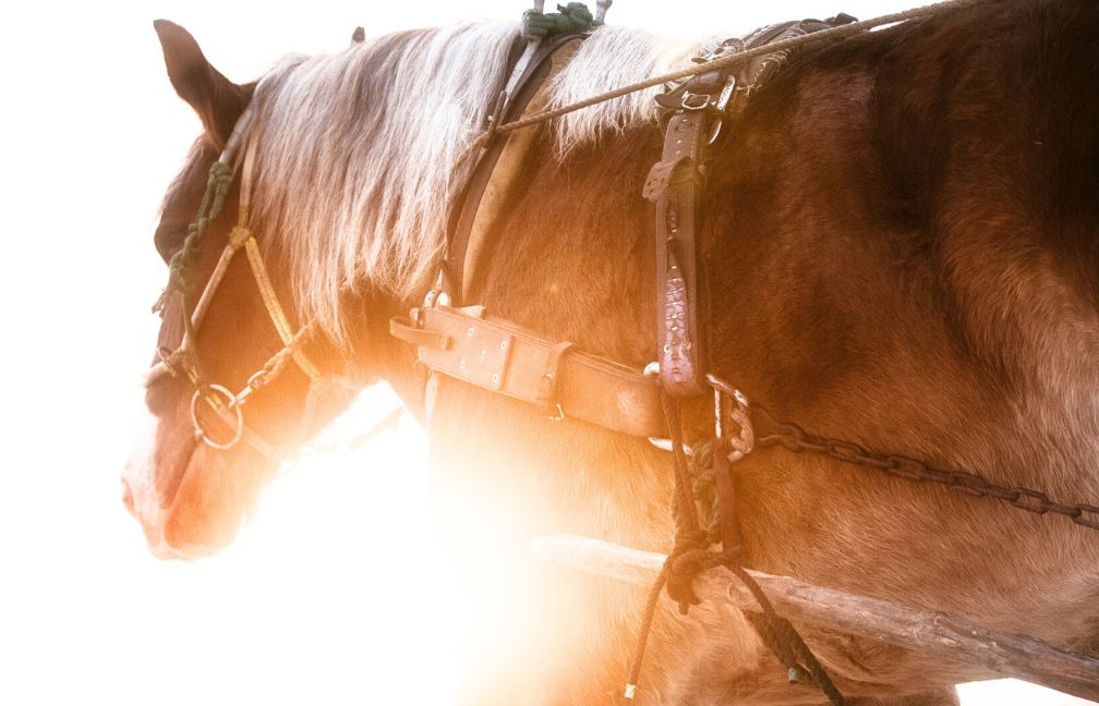 【初心者向け】帯広のばんえい競馬「馬券を買って観戦するまで」完全ガイド