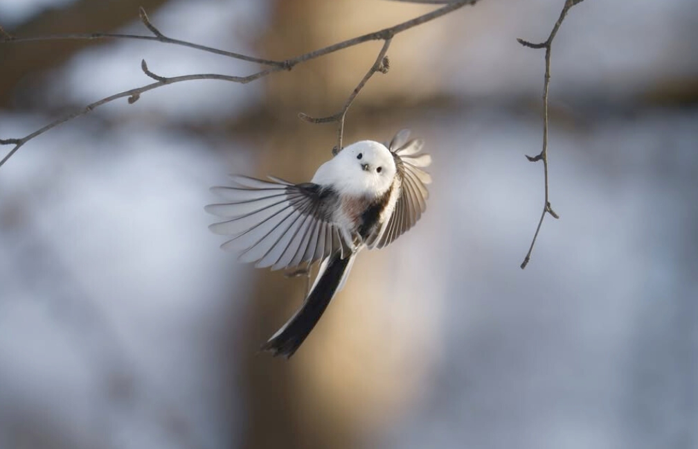 雪の妖精シマエナガに会える！冬のフェーリエンドルフの森でふわふわの姿を見つけるヒント